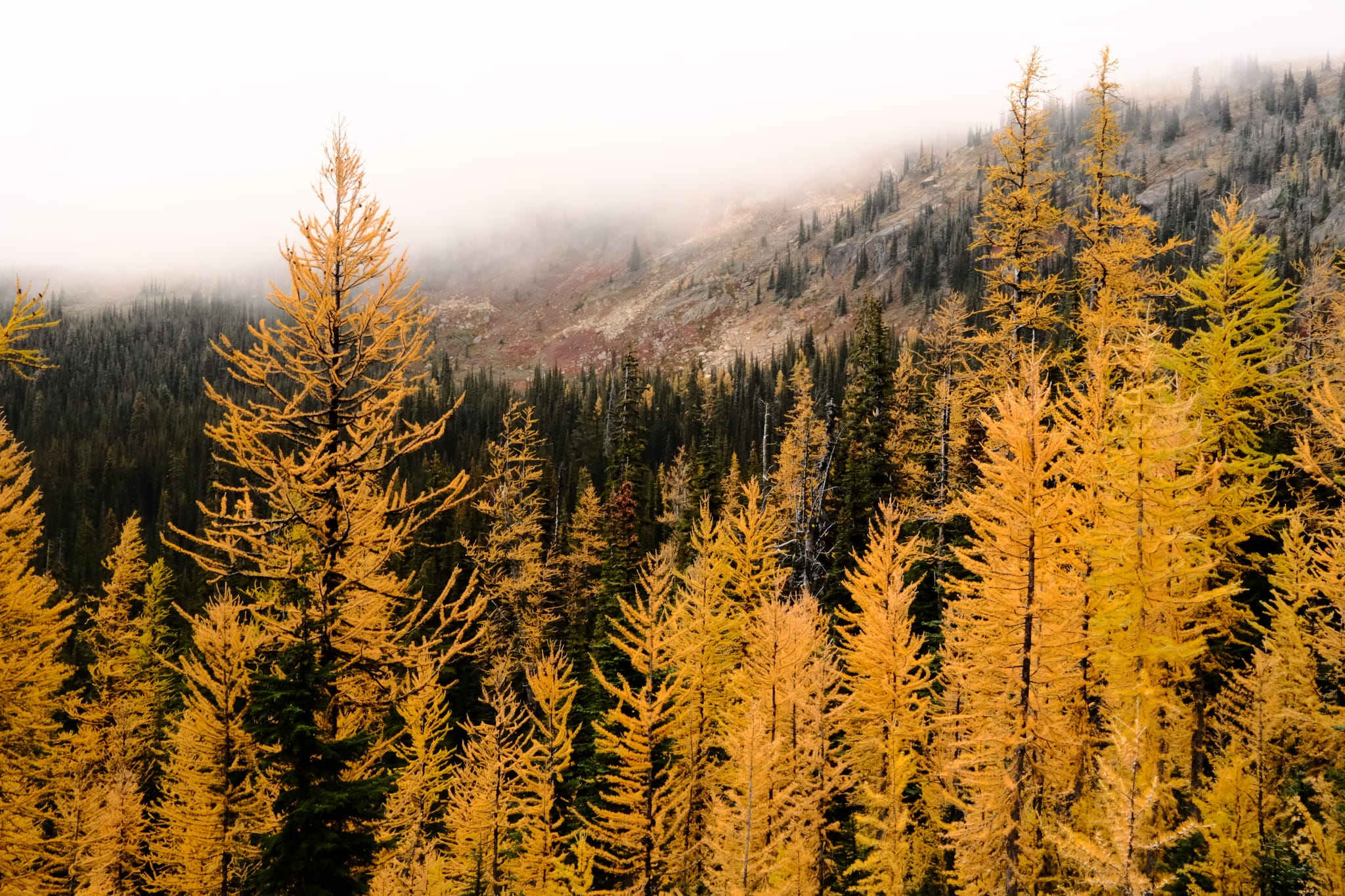 Larches in the Mist — Golden larches climb a fog-draped slope.